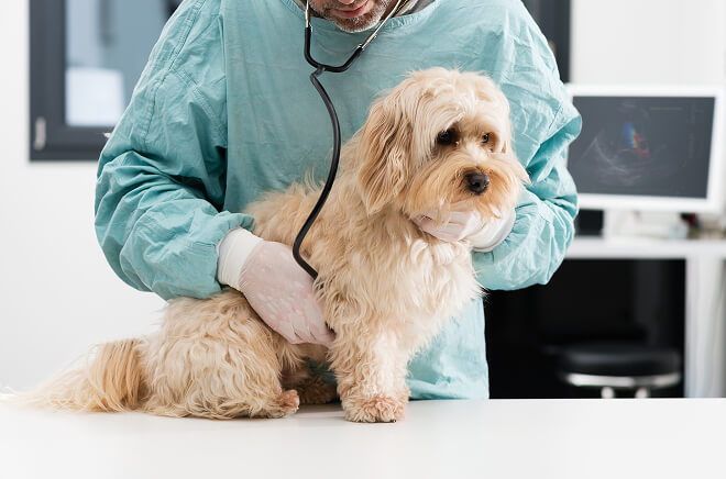 O-Cardiologie Cardiologie vétérinaire