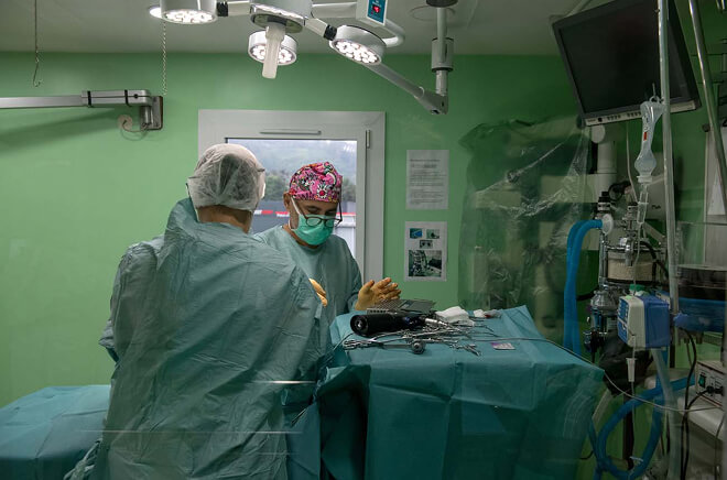 O-Chirurgie-Orthopedique Chirurgie orthopédique vétérinaire