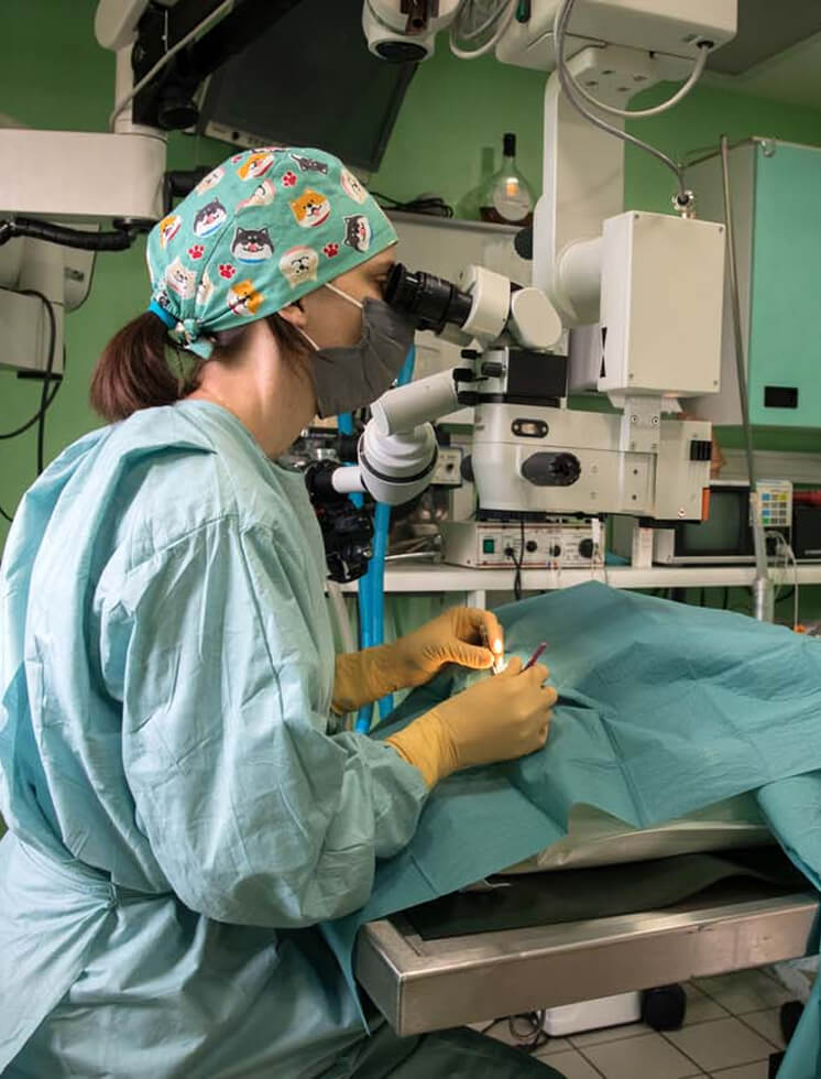 O-Consultations-1 Endoscopie vétérinaire clinique vétérinaire l'Oiselet
