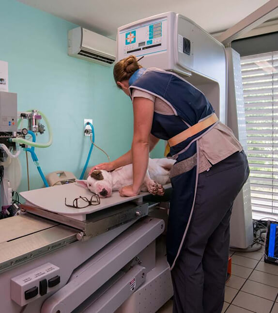 O-Consultations-2 Scanner vétérinaire Bourgoin Jallieu