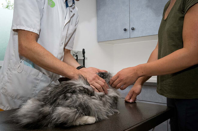 O-Consultations-NAC Services vétérinaires Oiselet, Médecine générale vétérinaire