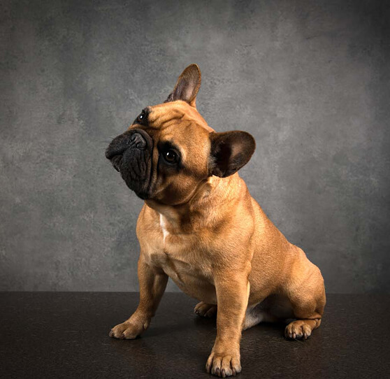 O-Header-1 Chien de la clinique vétérinaire l'Oiselet