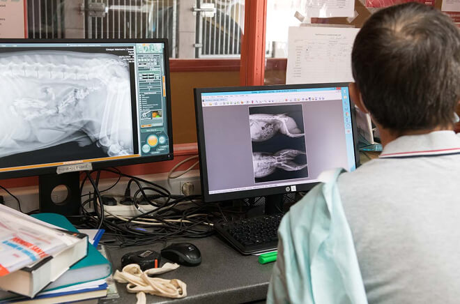 O-Imagerie Imagerie vétérinaire Oiselet