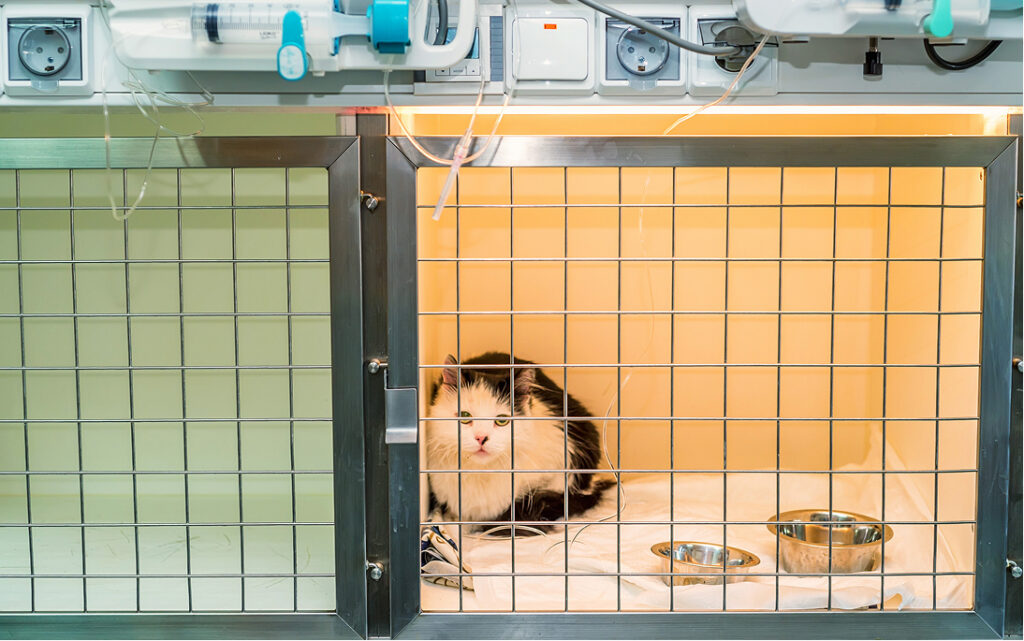 Hospitalisation - Clinique vétérinaire Oiselet